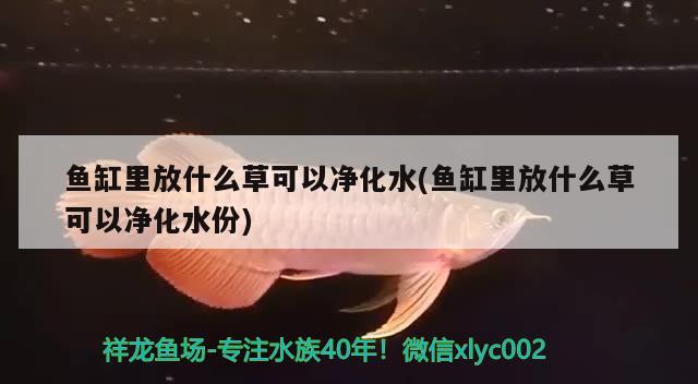 鱼缸里放什么草可以净化水(鱼缸里放什么草可以净化水份) 黑金魟鱼