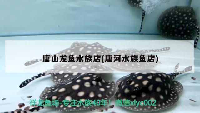 唐山龙鱼水族店(唐河水族鱼店) 祥龙水族滤材/器材