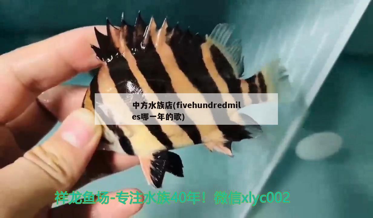 中方水族店(fivehundredmiles哪一年的歌) 白化火箭鱼