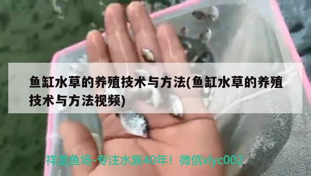 鱼缸水草的养殖技术与方法(鱼缸水草的养殖技术与方法视频)