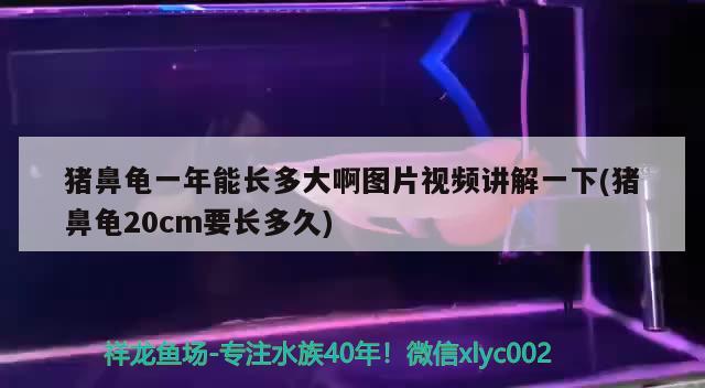 猪鼻龟一年能长多大啊图片视频讲解一下(猪鼻龟20cm要长多久) 猪鼻龟 第2张