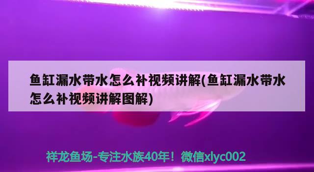 鱼缸漏水带水怎么补视频讲解(鱼缸漏水带水怎么补视频讲解图解) 观赏鱼水族批发市场