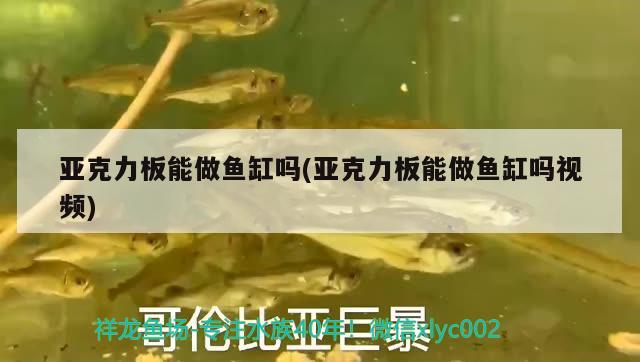 亚克力板能做鱼缸吗(亚克力板能做鱼缸吗视频) 国产元宝凤凰鱼
