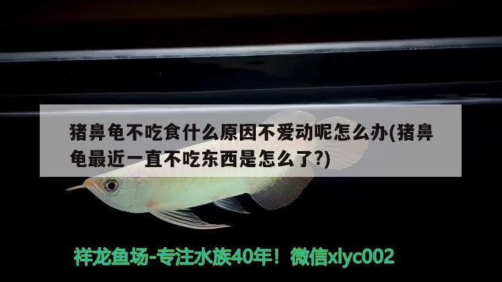 猪鼻龟不吃食什么原因不爱动呢怎么办(猪鼻龟最近一直不吃东西是怎么了?)