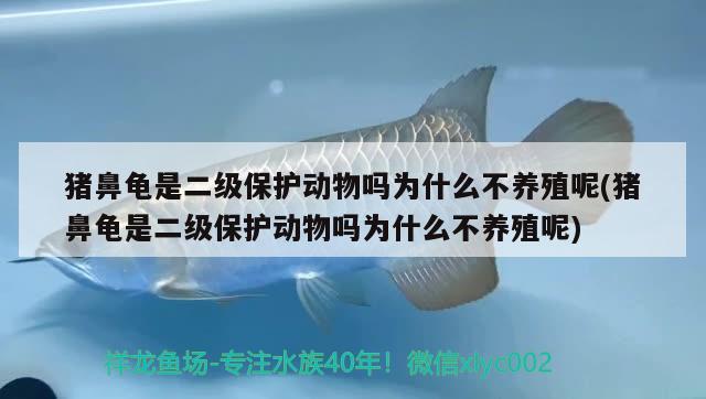 猪鼻龟是二级保护动物吗为什么不养殖呢(猪鼻龟是二级保护动物吗为什么不养殖呢) 猪鼻龟