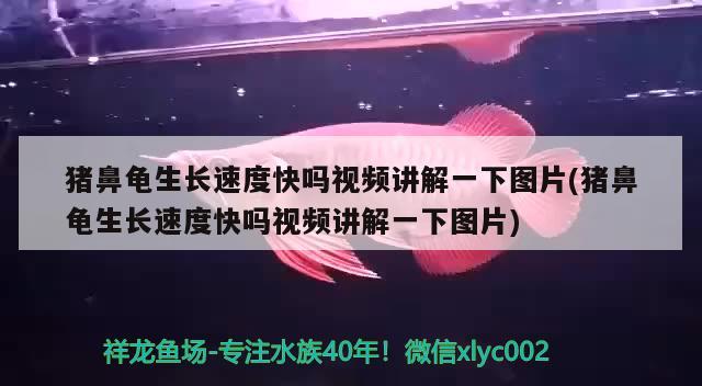 猪鼻龟生长速度快吗视频讲解一下图片(猪鼻龟生长速度快吗视频讲解一下图片)