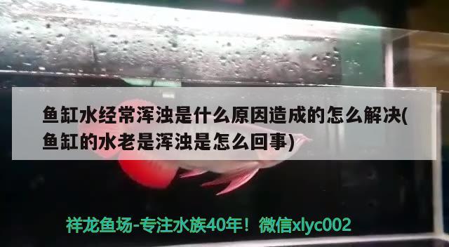 鱼缸水经常浑浊是什么原因造成的怎么解决(鱼缸的水老是浑浊是怎么回事) 哥伦比亚巨暴鱼苗