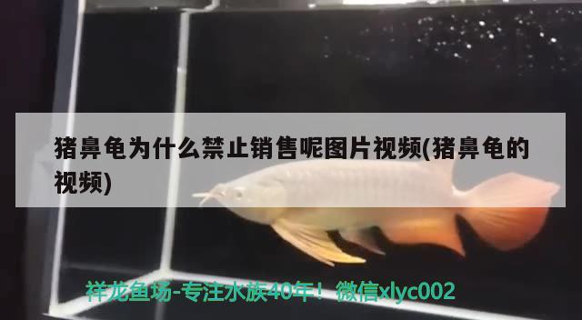 猪鼻龟为什么禁止销售呢图片视频(猪鼻龟的视频) 猪鼻龟