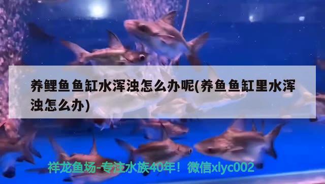 养鲤鱼鱼缸水浑浊怎么办呢(养鱼鱼缸里水浑浊怎么办)