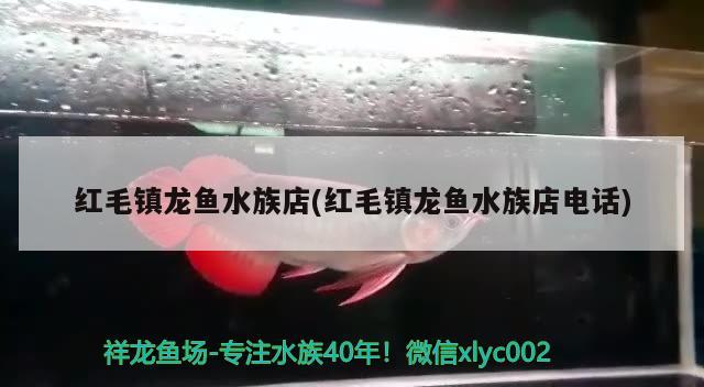 红毛镇龙鱼水族店(红毛镇龙鱼水族店电话) 巴西亚鱼