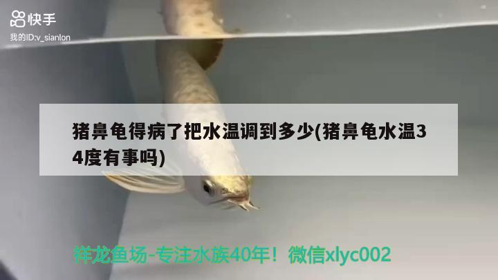 猪鼻龟得病了把水温调到多少(猪鼻龟水温34度有事吗) 猪鼻龟