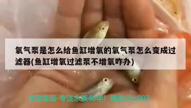 氧气泵是怎么给鱼缸增氧的氧气泵怎么变成过滤器(鱼缸增氧过滤泵不增氧咋办) 细线银版鱼