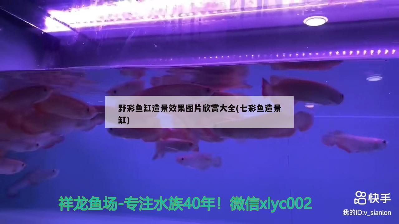 野彩鱼缸造景效果图片欣赏大全(七彩鱼造景缸) 野彩鱼