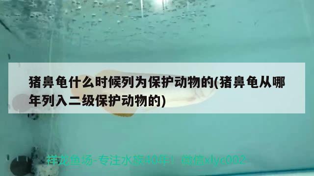 猪鼻龟什么时候列为保护动物的(猪鼻龟从哪年列入二级保护动物的)