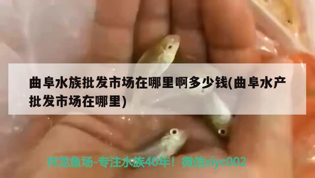 曲阜水族批发市场在哪里啊多少钱(曲阜水产批发市场在哪里) 观赏鱼水族批发市场