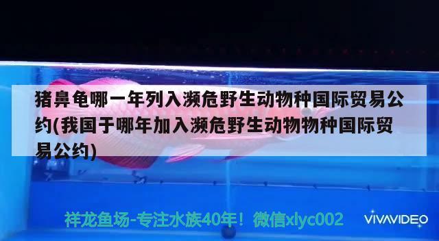 猪鼻龟哪一年列入濒危野生动物种国际贸易公约(我国于哪年加入濒危野生动物物种国际贸易公约)