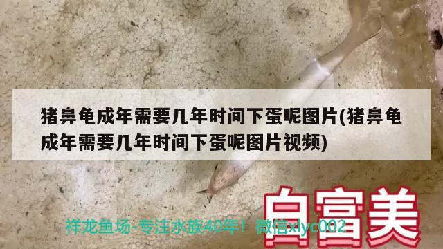 猪鼻龟成年需要几年时间下蛋呢图片(猪鼻龟成年需要几年时间下蛋呢图片视频) 猪鼻龟