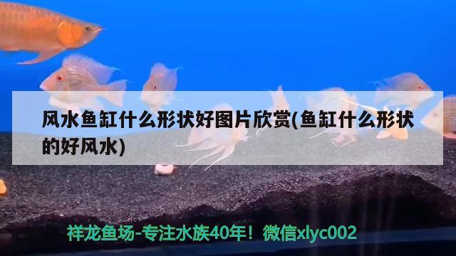 风水鱼缸什么形状好图片欣赏(鱼缸什么形状的好风水)