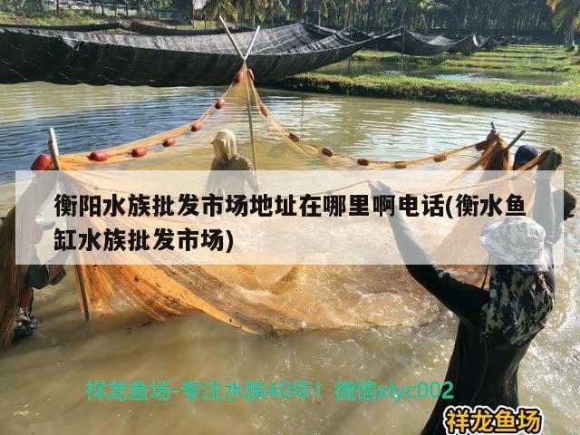 衡阳水族批发市场地址在哪里啊电话(衡水鱼缸水族批发市场) 观赏鱼水族批发市场 第2张