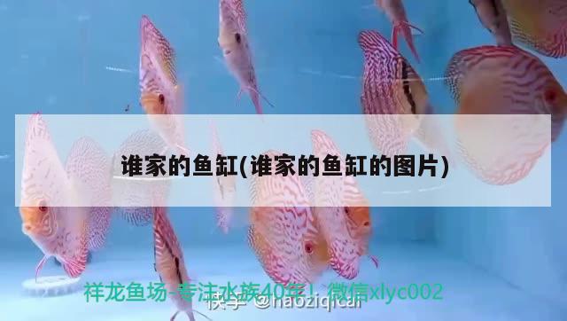 谁家的鱼缸(谁家的鱼缸的图片) 祥龙水族护理水