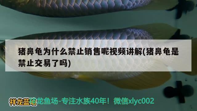 猪鼻龟为什么禁止销售呢视频讲解(猪鼻龟是禁止交易了吗) 猪鼻龟