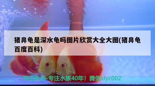 猪鼻龟是深水龟吗图片欣赏大全大图(猪鼻龟百度百科)