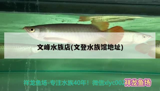 文峰水族店(文登水族馆地址) 狗头鱼