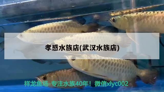 孝感水族店(武汉水族店) 福虎/异型虎鱼/纯色虎鱼