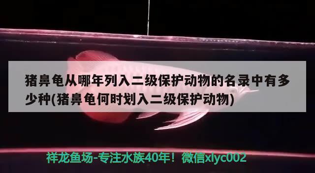 猪鼻龟从哪年列入二级保护动物的名录中有多少种(猪鼻龟何时划入二级保护动物)