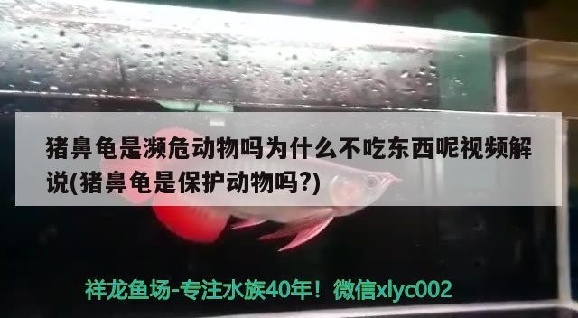 猪鼻龟是濒危动物吗为什么不吃东西呢视频解说(猪鼻龟是保护动物吗?) 猪鼻龟