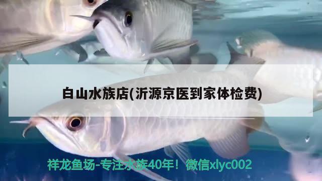 白山水族店(沂源京医到家体检费) 白子银龙鱼苗