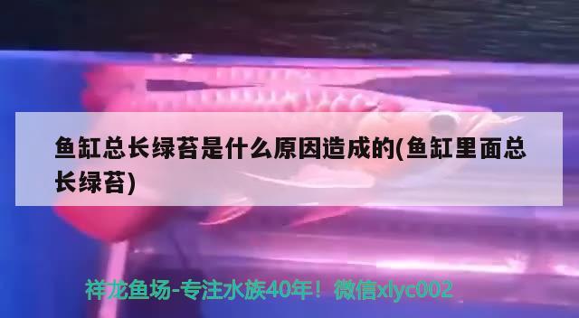 鱼缸总长绿苔是什么原因造成的(鱼缸里面总长绿苔) 暹罗巨鲤