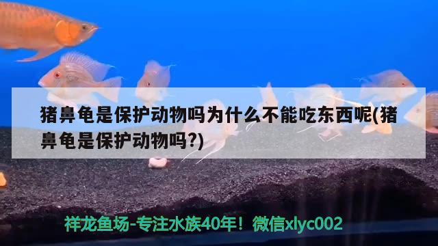 猪鼻龟是保护动物吗为什么不能吃东西呢(猪鼻龟是保护动物吗?)