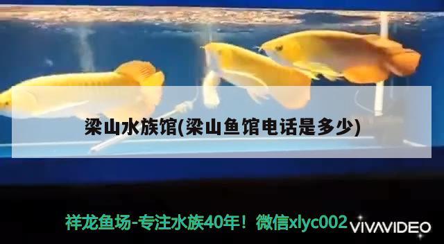 梁山水族馆(梁山鱼馆电话是多少) 广州观赏鱼批发市场