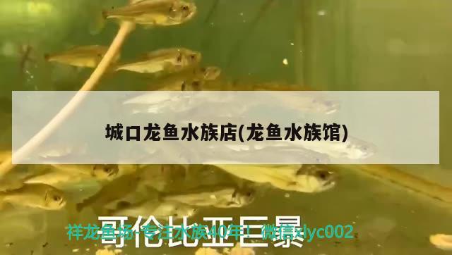 城口龙鱼水族店(龙鱼水族馆) 成吉思汗鲨（球鲨）鱼