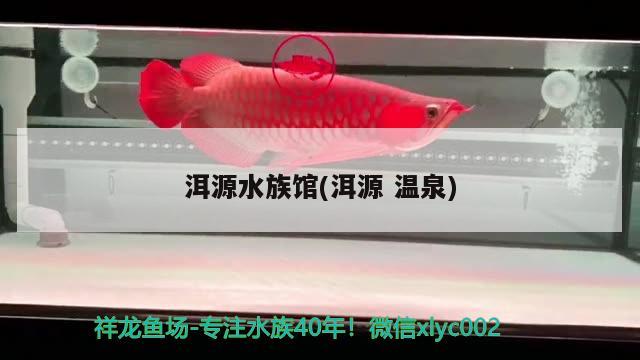 洱源水族馆(洱源温泉) 元宝凤凰鱼专用鱼粮