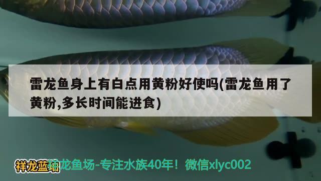 雷龙鱼身上有白点用黄粉好使吗(雷龙鱼用了黄粉,多长时间能进食)