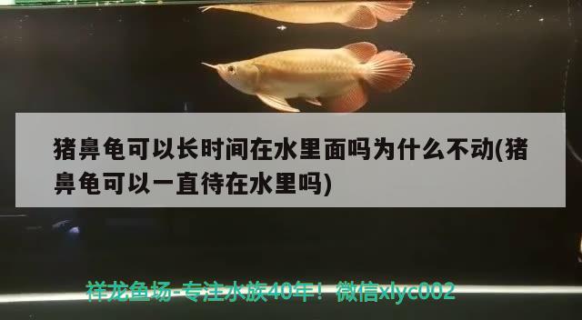 猪鼻龟可以长时间在水里面吗为什么不动(猪鼻龟可以一直待在水里吗)