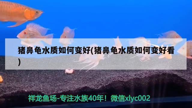 猪鼻龟水质如何变好(猪鼻龟水质如何变好看) 猪鼻龟