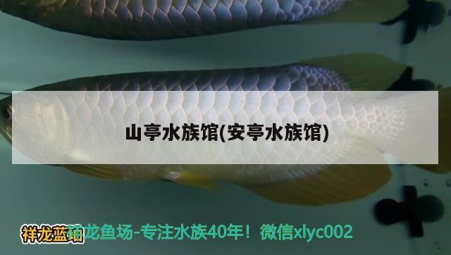 山亭水族馆(安亭水族馆) 苏虎苗（苏门答腊虎鱼苗）