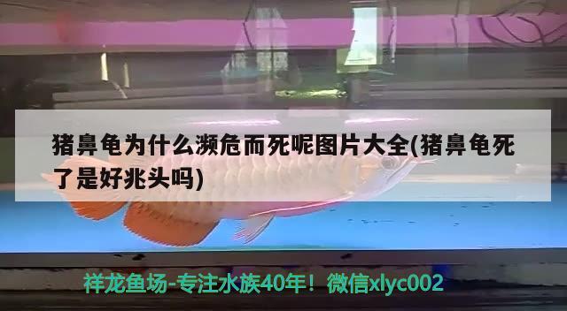 猪鼻龟为什么濒危而死呢图片大全(猪鼻龟死了是好兆头吗)