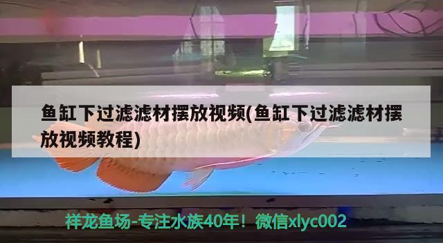 鱼缸下过滤滤材摆放视频(鱼缸下过滤滤材摆放视频教程) 白子黄化银龙鱼