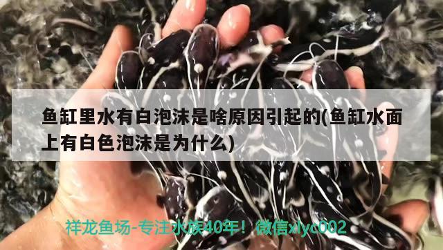 鱼缸里水有白泡沫是啥原因引起的(鱼缸水面上有白色泡沫是为什么)