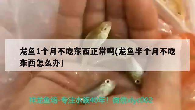 龙鱼1个月不吃东西正常吗(龙鱼半个月不吃东西怎么办)