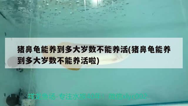 猪鼻龟能养到多大岁数不能养活(猪鼻龟能养到多大岁数不能养活啦) 猪鼻龟