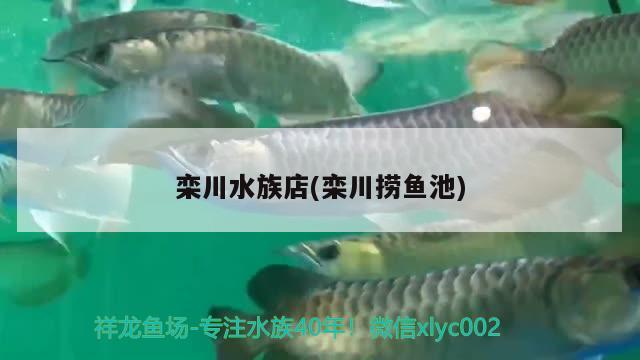 栾川水族店(栾川捞鱼池) 女王大帆鱼