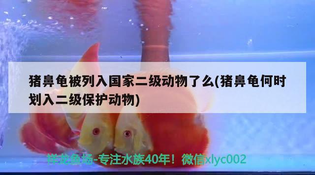 猪鼻龟被列入国家二级动物了么(猪鼻龟何时划入二级保护动物)