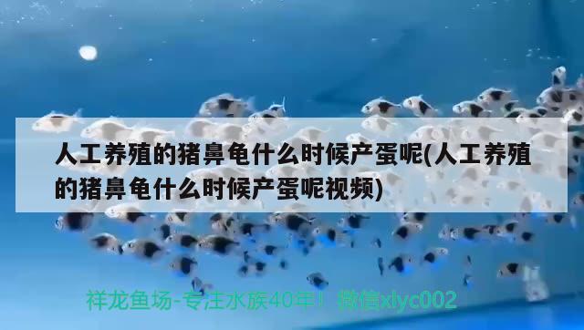 人工养殖的猪鼻龟什么时候产蛋呢(人工养殖的猪鼻龟什么时候产蛋呢视频)