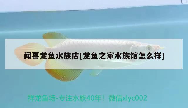 闻喜龙鱼水族店(龙鱼之家水族馆怎么样) 龙鱼之家