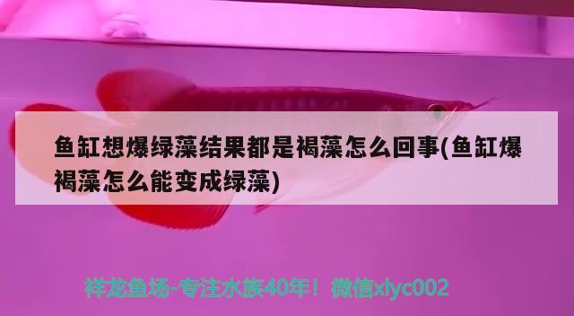 鱼缸想爆绿藻结果都是褐藻怎么回事(鱼缸爆褐藻怎么能变成绿藻) 虎鱼鱼苗